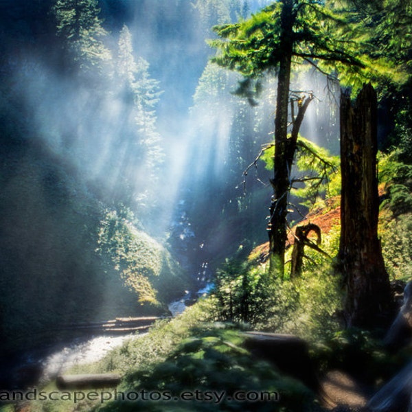 Redwood Forest Landscape Photograph - Mist and Redwoods with Sunbeams Photograph, British Columbia, Canada - Misty Redwood Tree Art Print