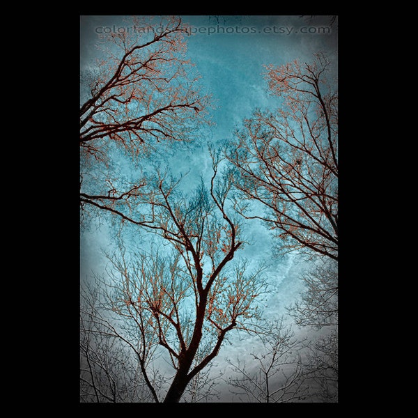 Decoración del hogar del azul - fotografía del paisaje, árbol, bosque - tres árboles pared arte color - teal y rojo arte impresión