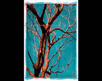 Teal Wall Art - Oak Tree Photography - Red and Teal Wall Art - Teal Photography - Winter Tree Photo - Old Oak Tree - Red and Turquoise