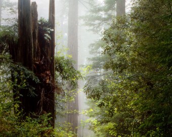 Redwood Trees Landscape Photograph - California Redwoods Landscape Photograph, Foggy Forest Color Art Print