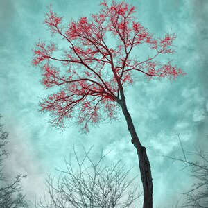 Teal and Red Art Landscape Tree Photograph, Forest Teal Home Decor Wall Art Color Art Print image 2