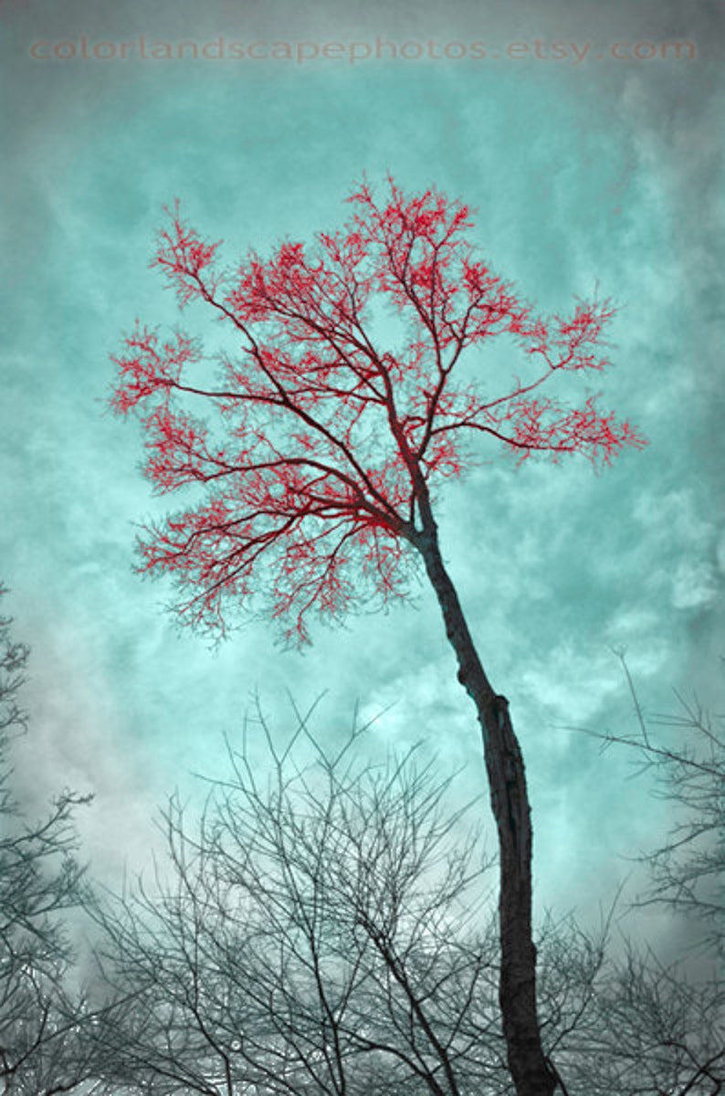 Teal and Red Art Landscape Tree Photograph, Forest Teal Home Decor Wall Art Color Art Print image 2