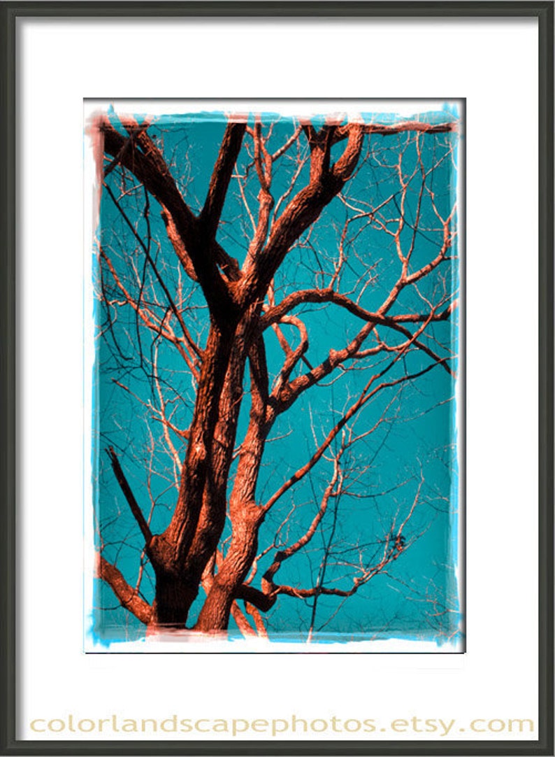 Teal Wall Art Oak Tree Photography Red and Teal Wall Art Teal