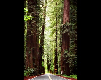 Landscape Photograph - Redwood Trees and Road Photograph, California - Sun Through Tall Tree Art Print