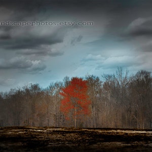 Landscape Photograph Burned Ground Landscape Red Tree Photograph, Forest Orange Tree Teal Sky and Clouds Wall Art Color Art Print image 2