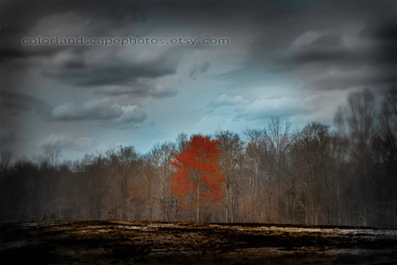 Landscape Photograph Burned Ground Landscape Red Tree Photograph, Forest Orange Tree Teal Sky and Clouds Wall Art Color Art Print image 2