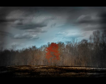 Landscape Photograph - Burned Ground Landscape Red Tree Photograph, Forest - Orange Tree Teal Sky and Clouds Wall Art Color Art Print