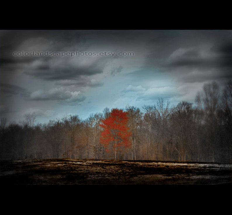 Landscape Photograph Burned Ground Landscape Red Tree Photograph, Forest Orange Tree Teal Sky and Clouds Wall Art Color Art Print image 1