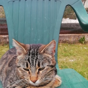 Puede incluir: Un gato atigrado de color marrón y negro con rayas oscuras y un hocico claro descansando sobre una silla de plástico verde. El gato tiene las patas delanteras metidas debajo del cuerpo y mira hacia abajo con los ojos entrecerrados.