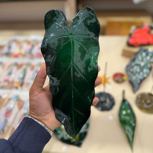 Handgjord keramisk botanisk bladskål | Glansig mörkgrön Alocasia / Anthurium bladbricka | Botanisk heminredning, prydnadsskål