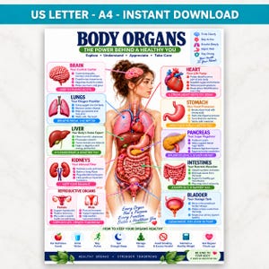 Puede incluir: Un póster educativo titulado BODY ORGANS que presenta una ilustración anatómica central de un torso humano con órganos etiquetados, incluidos el cerebro, el corazón, los pulmones, el hígado, el estómago, el páncreas, los riñones, los intestinos y la vejiga.
