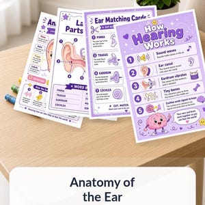May include: A set of educational worksheets titled How Hearing Works and Anatomy of the Ear, featuring purple and white illustrations of ear structures, sound waves, and a cartoon brain, with text explaining the hearing process and ear parts.