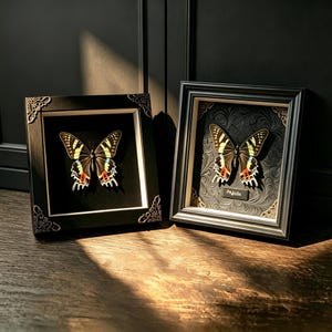 May include: Two square black frames containing preserved swallowtail butterflies. The left frame has a plain black background, while the right frame features a textured black background with a small rectangular label reading Papilio.