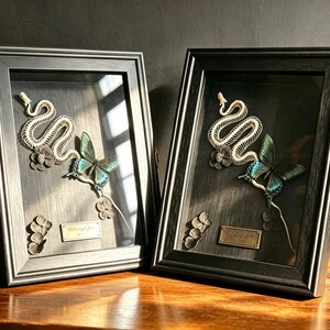 Peut inclure: Deux cadres vitrines rectangulaires en bois noir contenant un squelette de serpent blanc, un papillon bleu sarcelle et noir, ainsi que de petites fleurs sombres. Chaque cadre possède une plaque métallique dorée gravée et un loquet latéral.