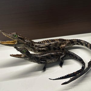 May include: Two taxidermy crocodiles with dark brown, textured skin and green eyes. Both specimens are posed with their mouths open, revealing sharp teeth. The larger crocodile is positioned behind the smaller one, with their long tails curved.