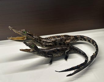 Reptielenexemplaren, echte krokodillenexemplaren, natuurlijke dood, gedesinfecteerd, donkergekleurde preppy bibliotheekdecoraties, Halloweencadeaus.