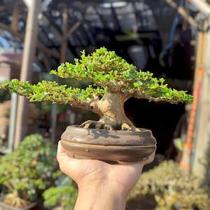 Natural Style Bonsai, Premna Microphylla Live Tropical Indoor Tree | Without Pot - Starter Gift, Trunk