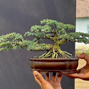 Bonsai Blue Bell, árvore tropical em estilo natural - planta Desmodium viva | Sem vaso, para ambientes internos e externos