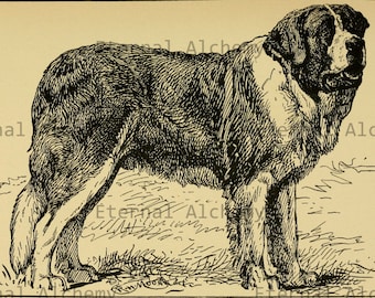 St Bernards - 21 High Resolution Vintage Digital Images - Instant Download