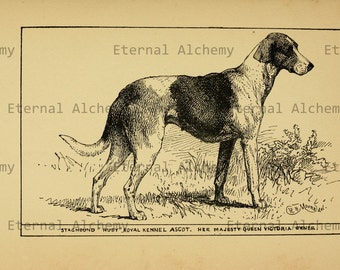 Hounds: Collection de sangliers, de cerfs, de wapitis, de loutres, de cerfs et de lévriers - 22 images numériques vintage haute résolution - Téléchargement instantané