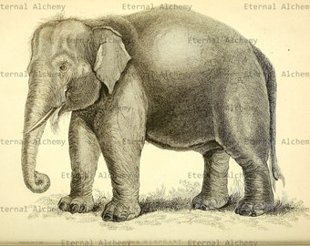 Elephants Collection - 22 High Resolution Vintage Digital Images - Instant Download