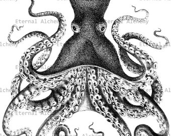 Octopus 4 - Vintage Digital Image - Instant Download
