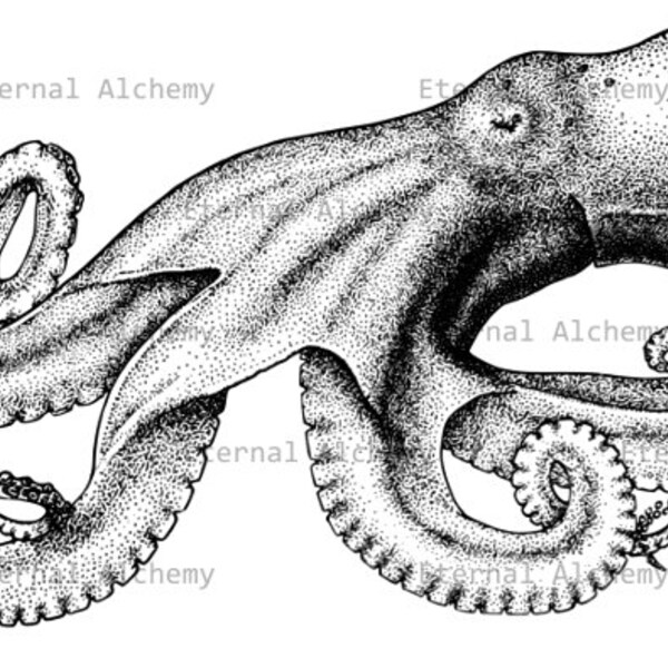 Octopus 2 - Vintage Digital Image - Instant Download