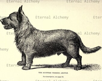 Terriers: English, Irish, Maltese, Scotch/Scottish, Skye, and Welsh Terriers - 26 High Resolution Vintage Digital Images - Instant Download