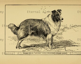 Collies and Sheep Dogs - 21 High Resolution Vintage Digital Images - Instant Download