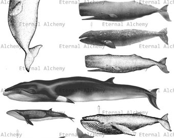 Whales Collage Sheet 2 - Vintage Digital Image - Instant Download
