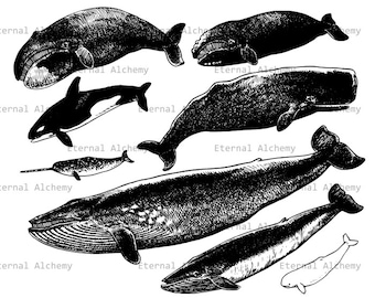 Whales - Vintage Digital Image - Instant Download