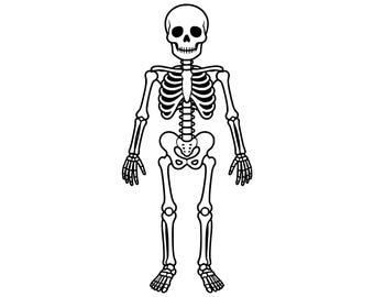 Esqueleto de cuerpo completo PNG SVG, imágenes prediseñadas de anatomía humana, página para colorear de Halloween, descarga digital espeluznante