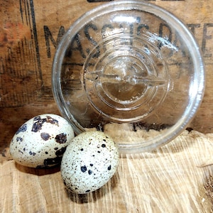One SCRATCH and DENT Clear Glass Canning Jar Lid IMPERFECT Regular or Standard Mouth Size Concentric Circle Pattern Lines in the glass