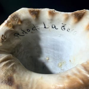 May include: A large, natural conch shell with a smooth, white interior featuring the handwritten black ink inscription Rdo de La Golo. The shell has a wide, irregular opening with textured, tan and brown edges that curve outward in a spiral.