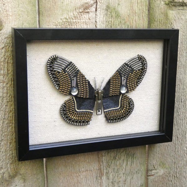 Handmade Framed Zipper Moth -- Owl Moth Specimen Wall Hanging
