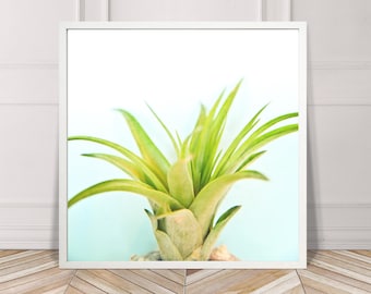 Succulent, Ombre, Plant, Green, Mint, Photography, Printable, Digital File, Instant Download, Aqua, Nature, Nursery, Wall Art, Home, Square