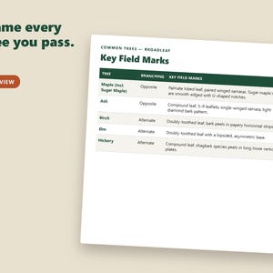 以下が含まれることがあります： Common Trees - Broadleaf Key Field Marksというタイトルの白い情報チャート。濃い緑色のヘッダーが付いています。表には、カエデ、トネリコ、カバノキ、ニレ、ヒッコリーなどの樹木の種類と、それぞれの枝分かれパターンや識別用の特徴が記載されています。