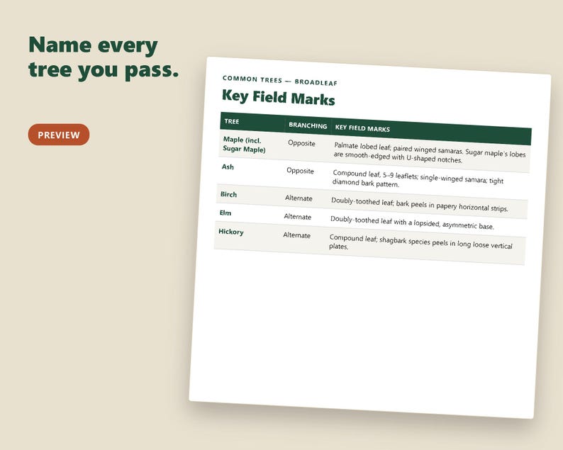 以下が含まれることがあります： Common Trees - Broadleaf Key Field Marksというタイトルの白い情報チャート。濃い緑色のヘッダーが付いています。表には、カエデ、トネリコ、カバノキ、ニレ、ヒッコリーなどの樹木の種類と、それぞれの枝分かれパターンや識別用の特徴が記載されています。