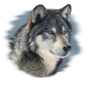 Wolf Stare Graphic T-shirt, T-ShiWolf Shirt, Realistic Wolf T-shirt, Wolf Head T-shirt