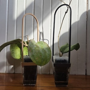 May include: Two clear square plastic pots containing green hoya plants with broad leaves. Each pot features a tall, arched plant trellis, one in a light wood finish and the other in a matte black finish, providing support for the climbing stems.