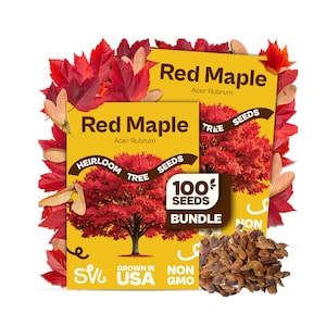 May include: Two yellow seed packets labeled Red Maple Acer Rubrum with a graphic of a red tree. The packets feature text stating 100 Seeds Bundle, Heirloom Tree Seeds, Grown in USA, and Non GMO. A pile of brown winged seeds sits in front.