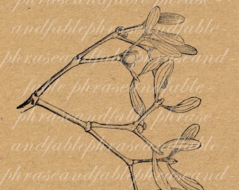 Mistletoe 370 Vintage Digital Clip Art Plant Botany Leaves Christmas Kiss