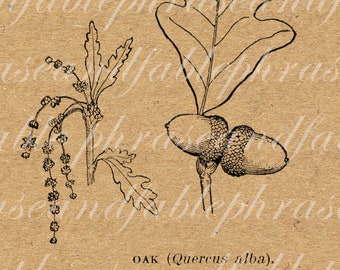 Oak Leaf 372 Vintage Digital Clip Art Plant Botany Leaves Oak Strength Antique Oak Tree Acorn