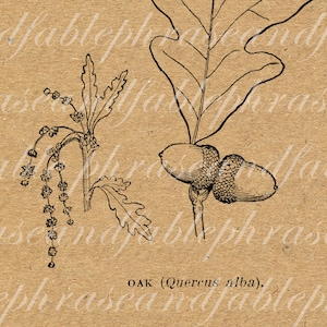 Puede incluir: Un dibujo en blanco y negro de una hoja de roble y bellotas. El texto "OAK (Quercus alba)" está debajo de la imagen.