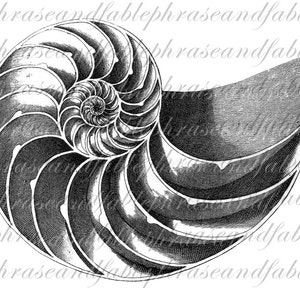 Nautilus B 074 Spiral Shell Iron On Digital Download Transfer T Shirt Sea Life Chambered Nautilus Marine Seashell Underwater Chamber image 2