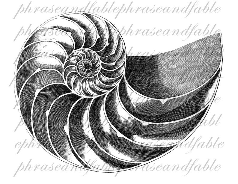 Nautilus B 074 Spiral Shell Iron On Digital Download Transfer T Shirt Sea Life Chambered Nautilus Marine Seashell Underwater Chamber image 2