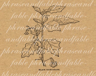 Nightshade 374 Vintage Digital Clip Art Plant Botany Leaves Toxic Poison Belladonna Delerium