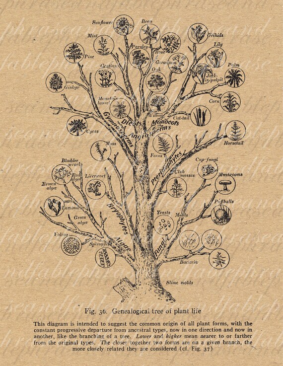free family tree maker download free family tree maker download