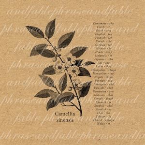 Puede incluir: Una impresión botánica en sepia que presenta una ilustración detallada de una planta de Camellia sinensis, con hojas, flores y el texto "Camellia sinensis". El fondo es de color marrón texturizado con las palabras "phraseandfable".