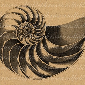 Nautilus B 074 Spiral Shell Iron On Digital Download Transfer T Shirt Sea Life Chambered Nautilus Marine Seashell Underwater Chamber image 1